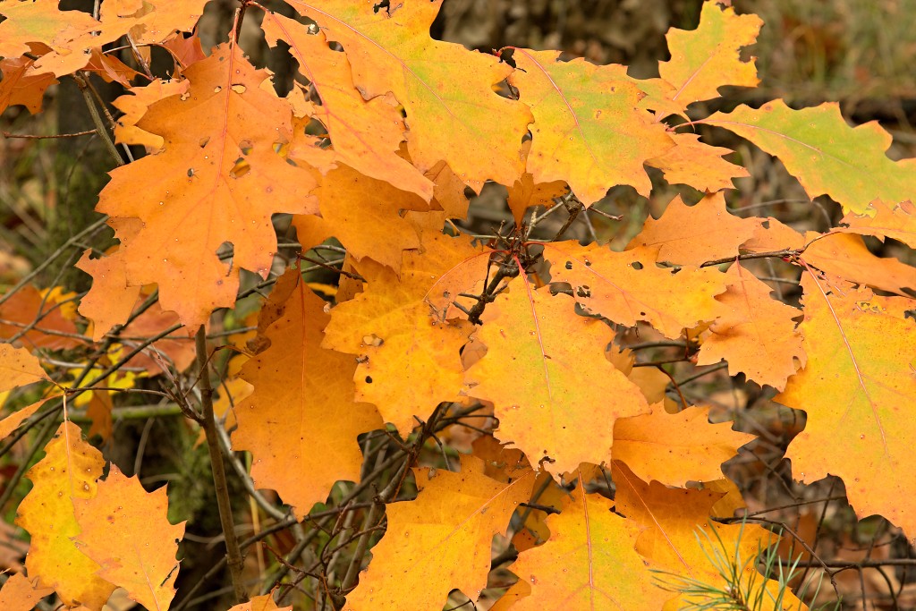 lente zomer herfst winter seizoen seizoenen voorjaar najaar hdr paddenstoelen bladeren mist regen sneeuw